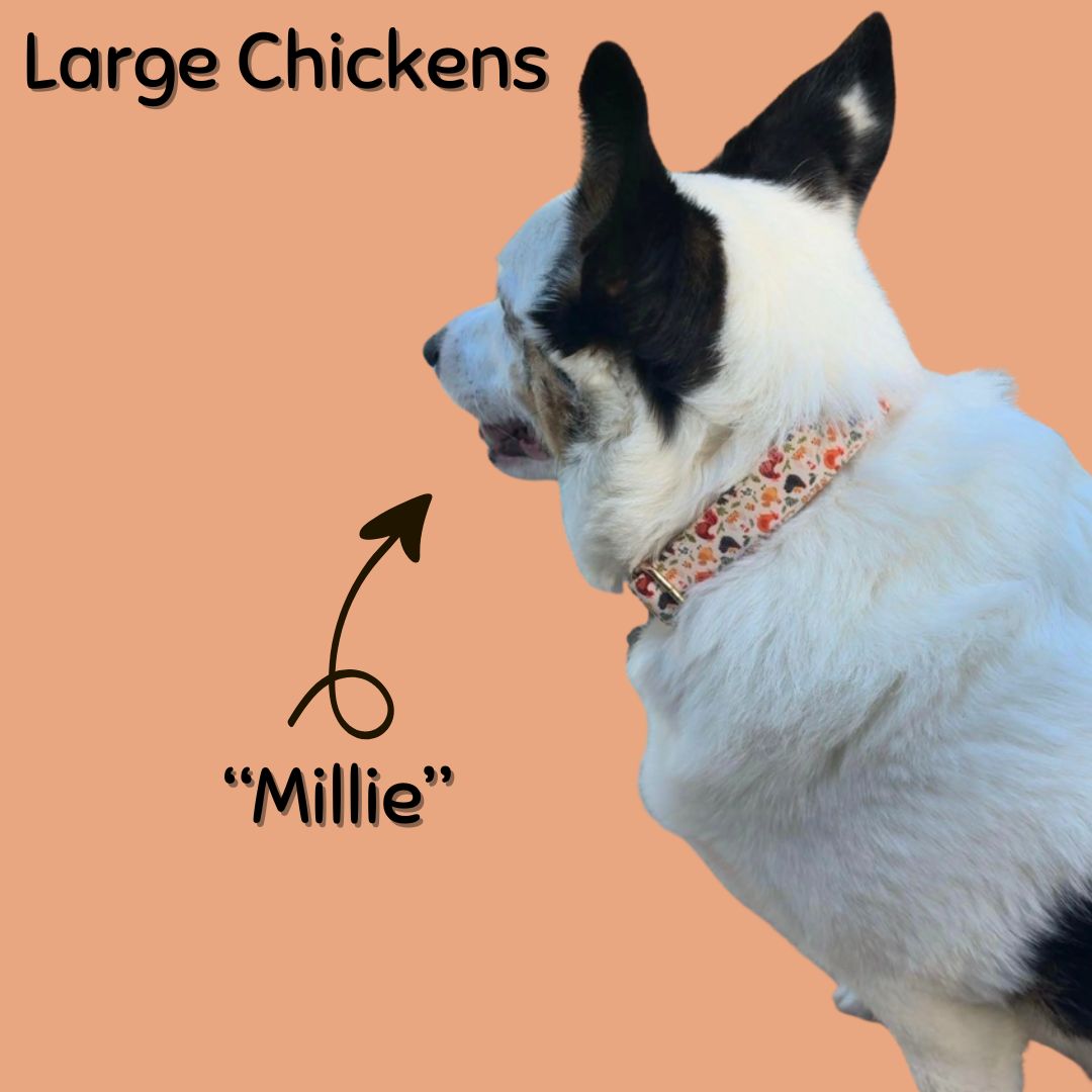 Soft Cotton Dog Collar with Quick Release Metal Buckle