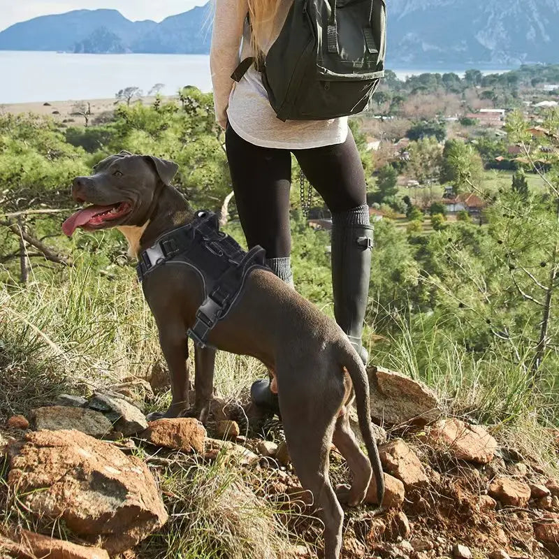 No Pull Adjustable Dog Harness with Locator Protection Cover
